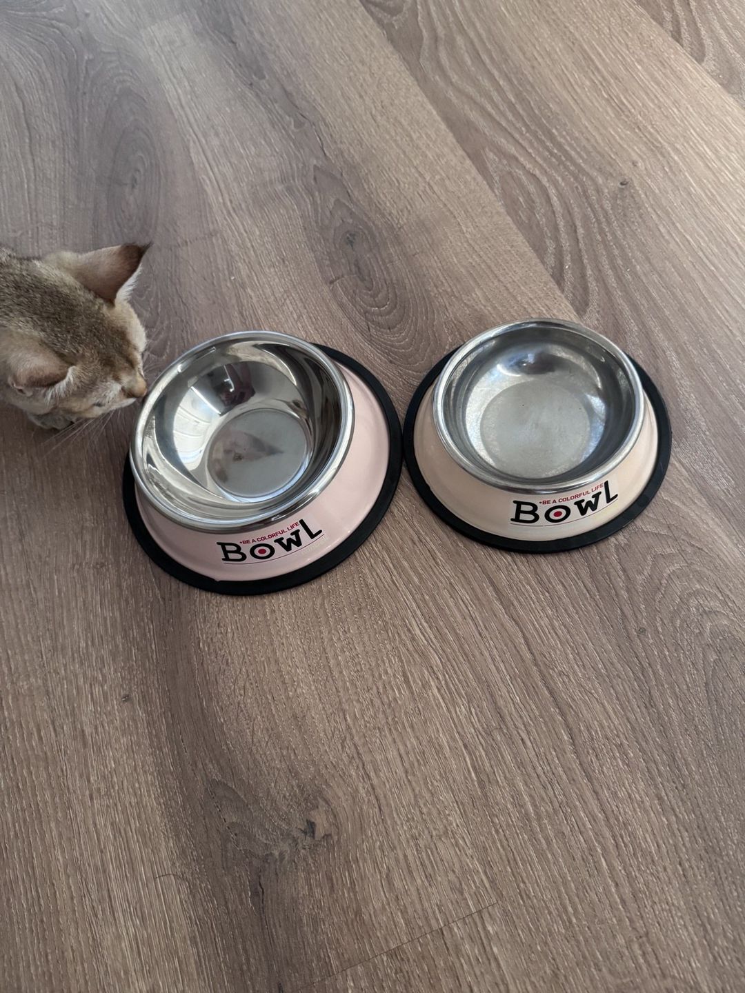 Qızılı şinşilla pişiyi — Pişiklər, Sumqayıt (11)