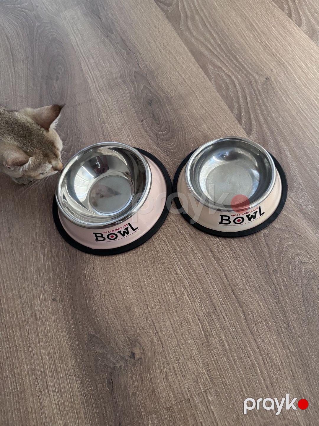 Qızılı şinşilla pişiyi — Pişiklər, Sumqayıt (11)