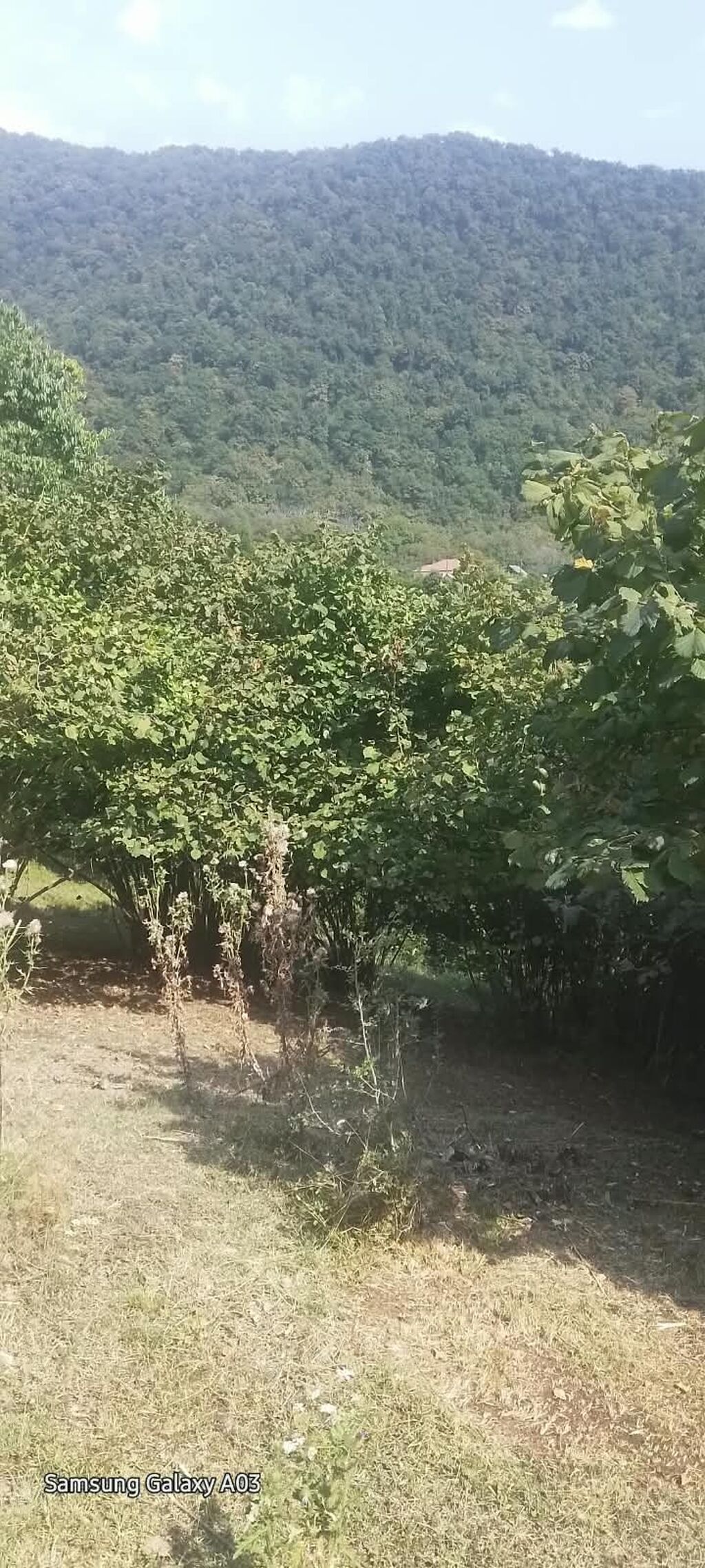 Qax rayonu Zerne kendinde 18 sot meşə ilə əhatələnmiş, dağ mənzərəli — Torpaq, Qax (6)