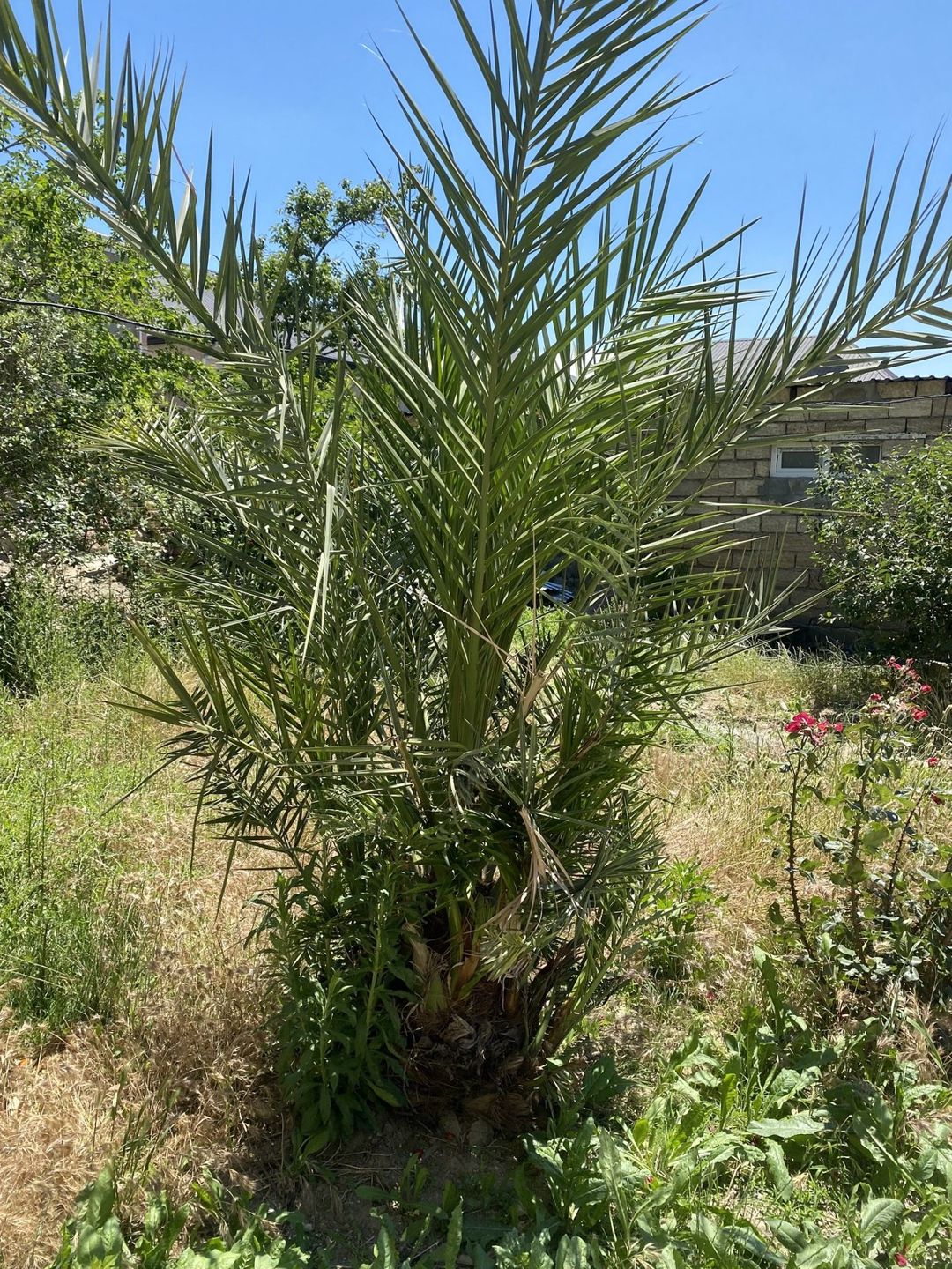 Satılır torpaq 20 sot — Torpaq, Bakı (5)