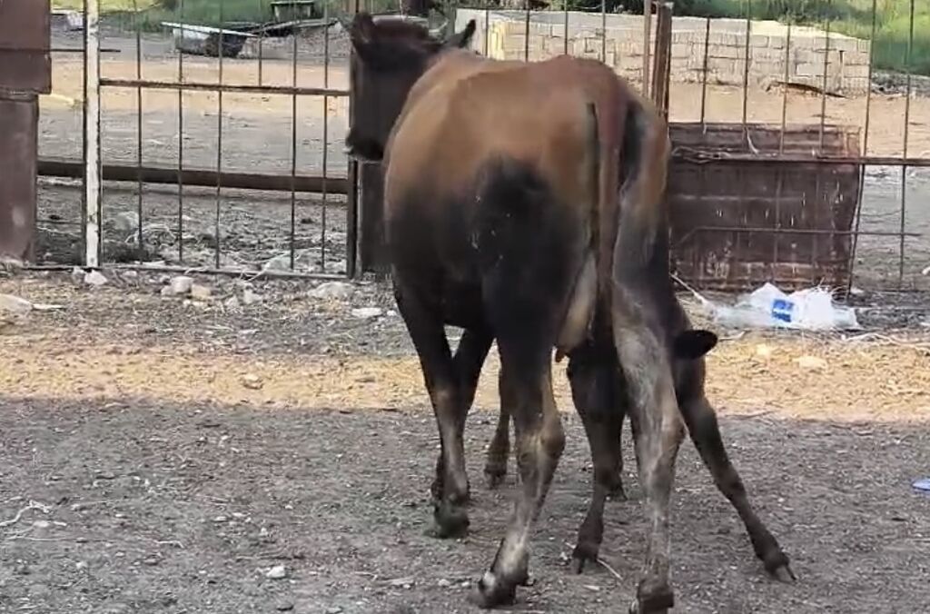 Bu duye 1 ci qarin dogub balasi disidi südüde 5-6litr olur anqus erkek — Heyvanlar, Sumqayıt (3)