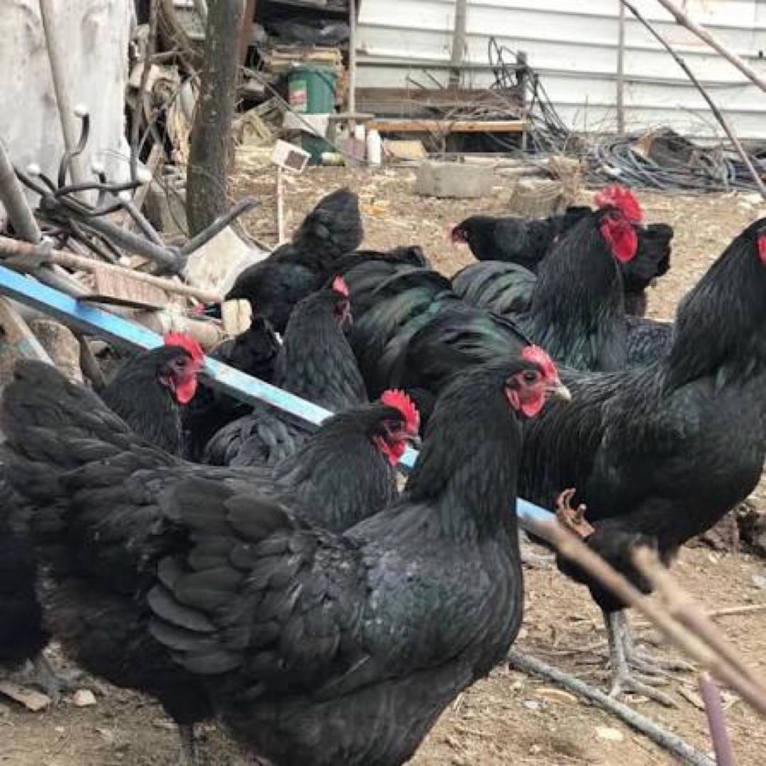 Avstralop yumurtası — Tərəvəz, meyvə və yaşıllıq, Bakı (6)