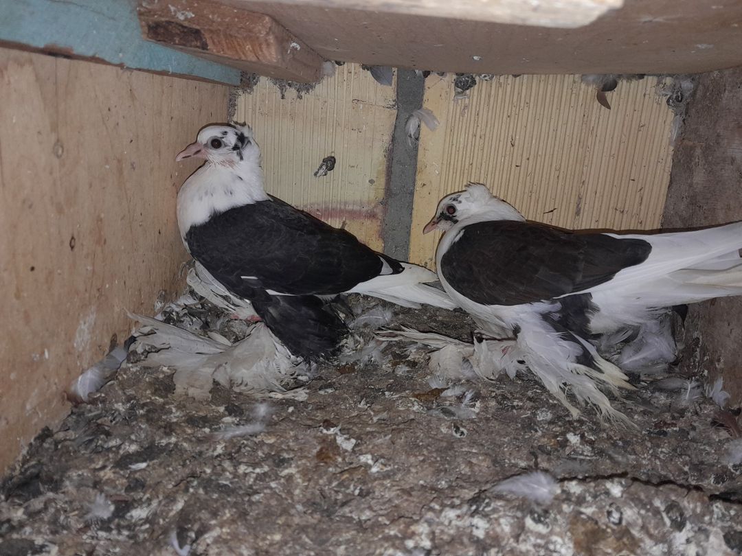 Göyərçinlər — Quşlar, Bərdə (2)