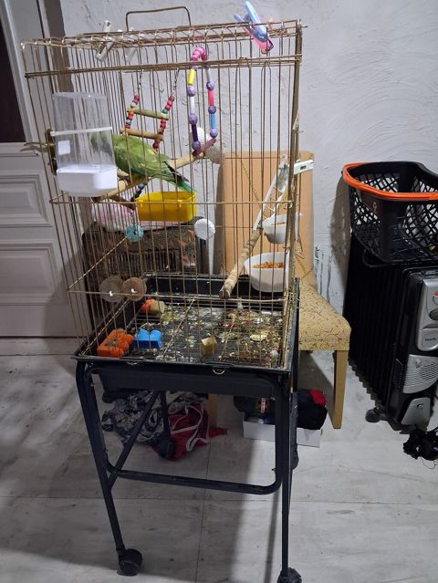 Quş qəfəsi və dayaq stendi - Material: metal barmaqlıqlar, möhkəm — Masazır