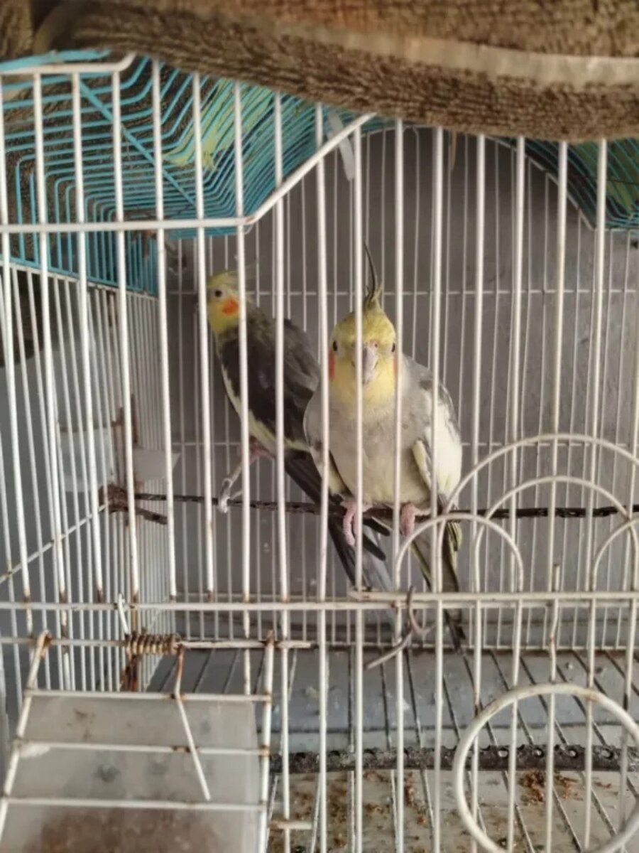 Korellalar — Quşlar, Bakı (5)