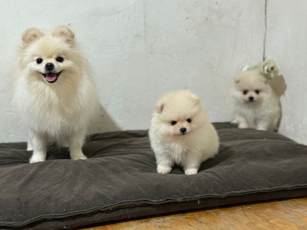 Pomeranian şpits — Heyvanlar, Bakı (2)