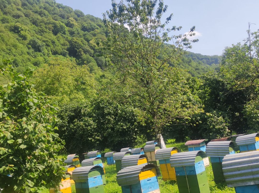 Zaqatala balı 100% natur — Toyuq və xoruz, Zaqatala (7)