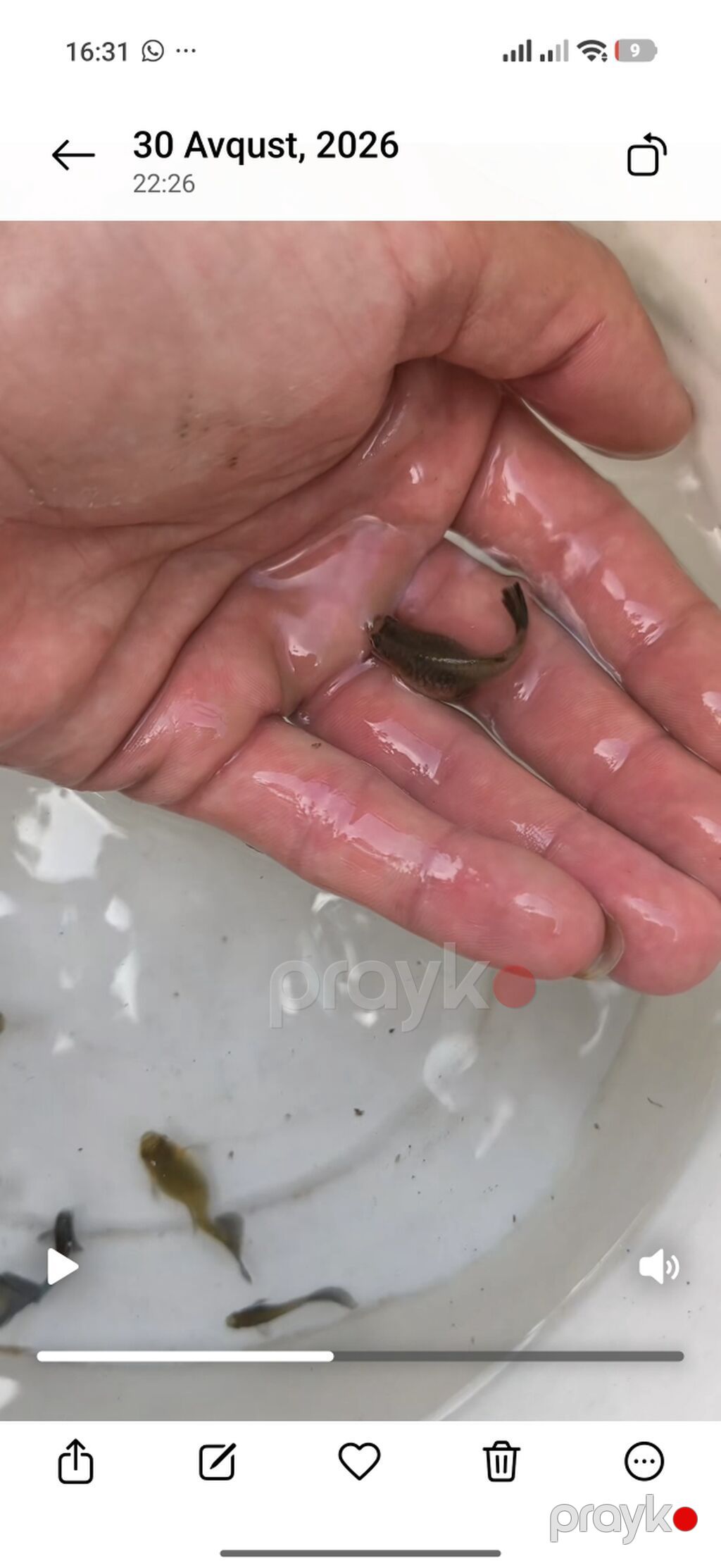 Quppi, Sülhsevər, Ünvandan götürmə — Akvariumlar və balıqlar, Bakı (3)