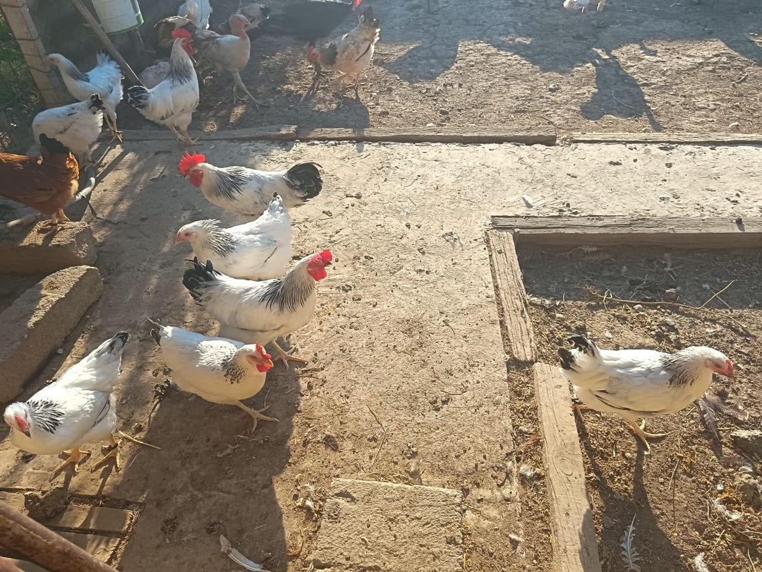 Serebrist fərə və xoruzlar — Quşlar, Hacıqabul (2)