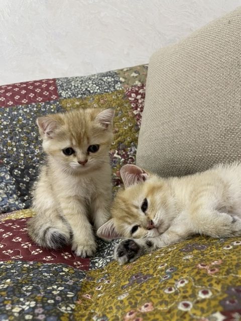 Şinşilla, Dişi, Ünvandan götürmə — Bakı