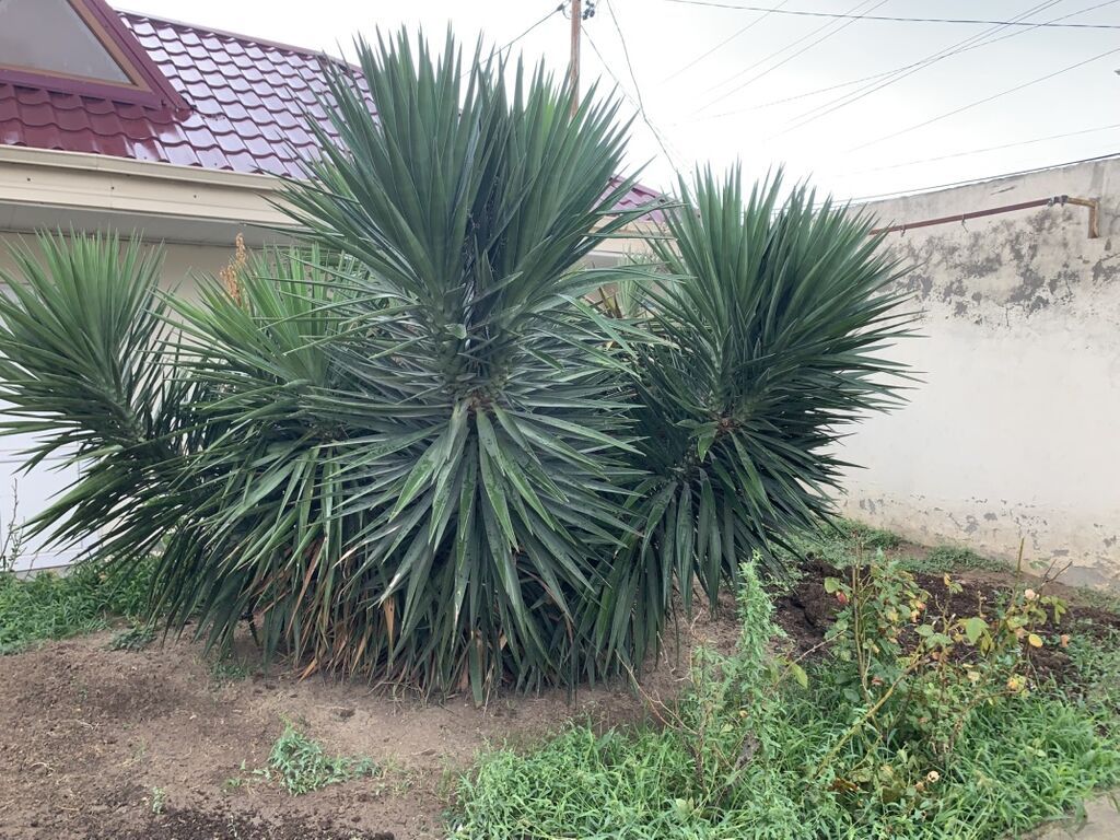 Dekorativ Yucca kolları – iri ölçülü, çoxgövdəli, sərt uclu tünd-yaşıl — Bitkilər, Bakı (3)