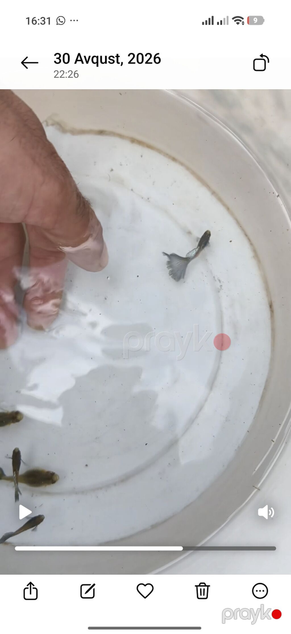 Quppi, Sülhsevər, Ünvandan götürmə — Akvariumlar və balıqlar, Bakı (6)
