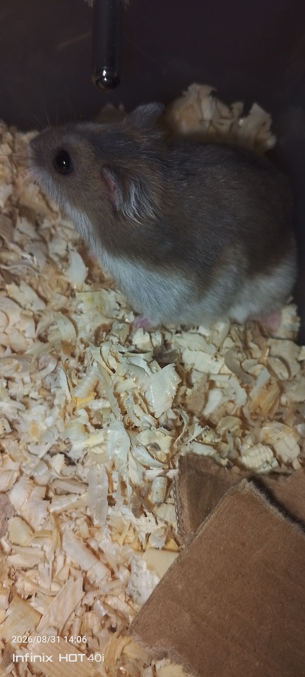 Cırtdan hamster – dekorativ ev heyvanı hər iki Hamister daxildir o — Heyvanlar, Bakı (2)