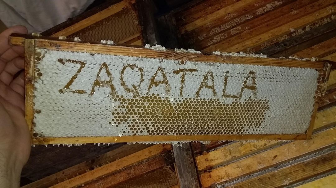 Zaqatala balı 100% natur — Toyuq və xoruz, Zaqatala (8)