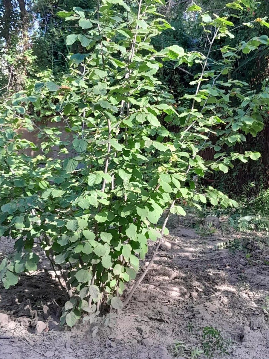 Bağ evi, Dəniz yolu 7-ci küç — Ev, villa, Mingəçevir (9)