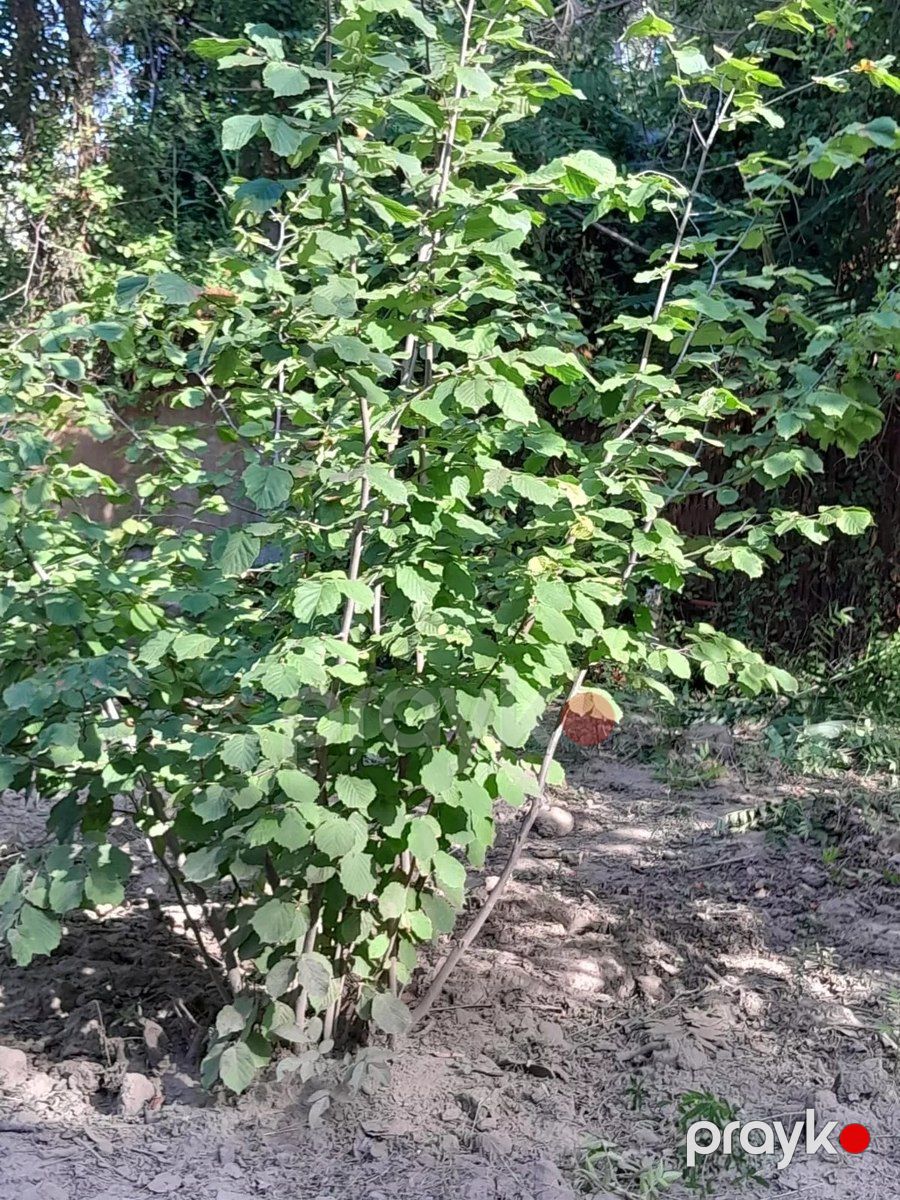 Bağ evi, Dəniz yolu 7-ci küç — Ev, villa, Mingəçevir (9)