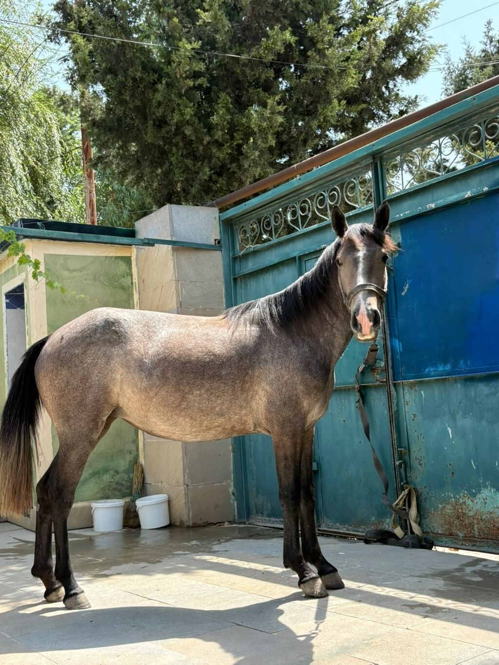 Dişi, il: 2, Ünvandan götürmə — Atlar, Digah (3)