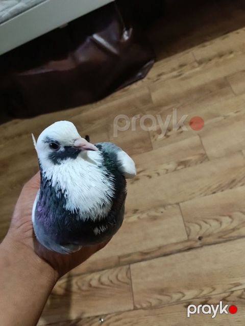 Ev göyərçini dekorativ rənglərlə — Sumqayıt