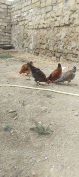 4 edirdi Yerlikən toyuqlar – qarışıq rənglərdə (qəhvəyi, qara, xallı) — Chickens and roosters