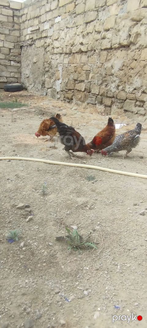 4 edirdi Yerlikən toyuqlar – qarışıq rənglərdə (qəhvəyi, qara, xallı) — Digah
