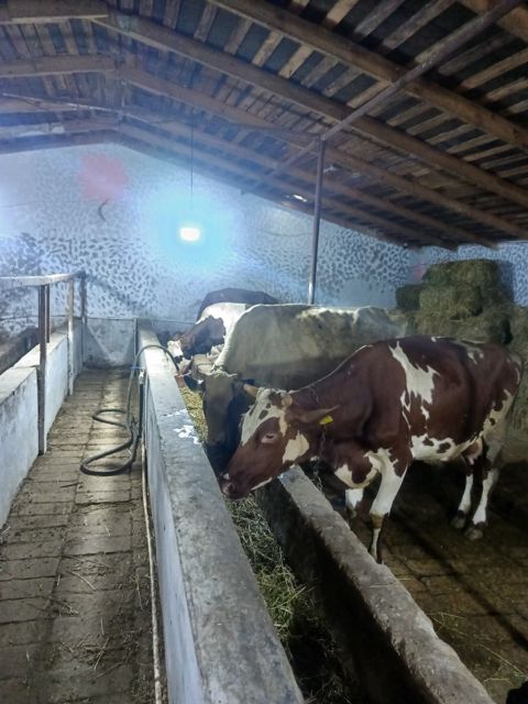 İnəklər — Bakı