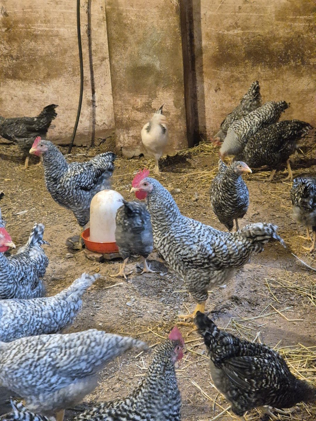 Xarkov xoruzlari — Quşlar, Bakı (3)