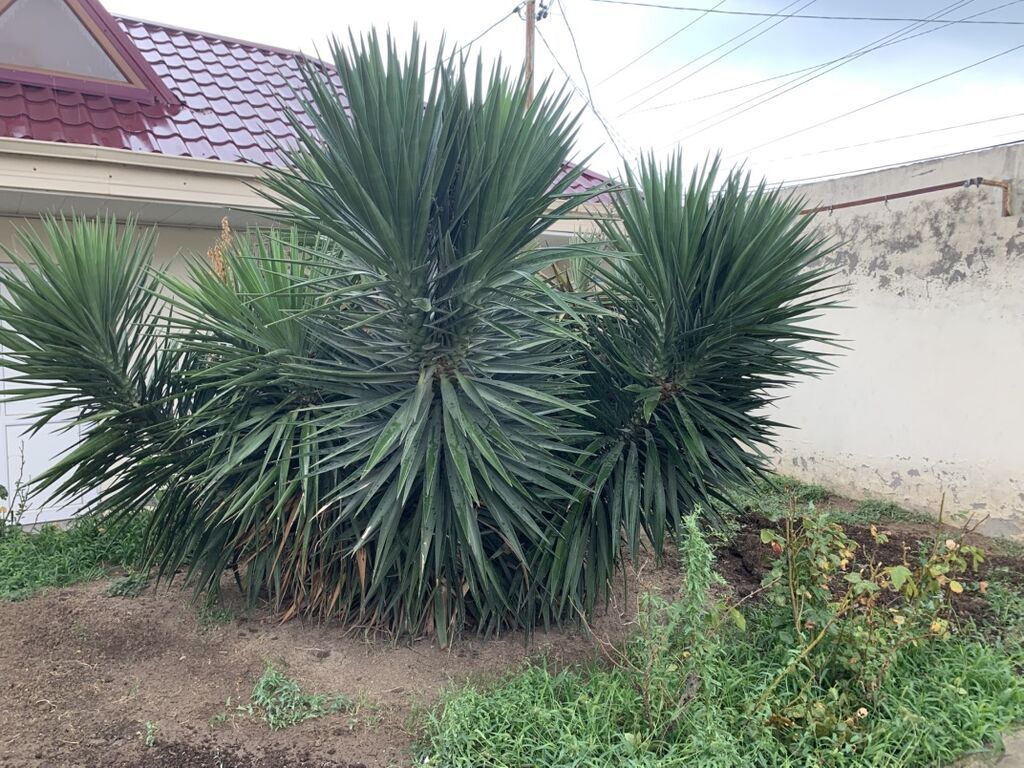 Dekorativ Yucca kolları – iri ölçülü, çoxgövdəli, sərt uclu tünd-yaşıl — Bitkilər, Bakı (4)