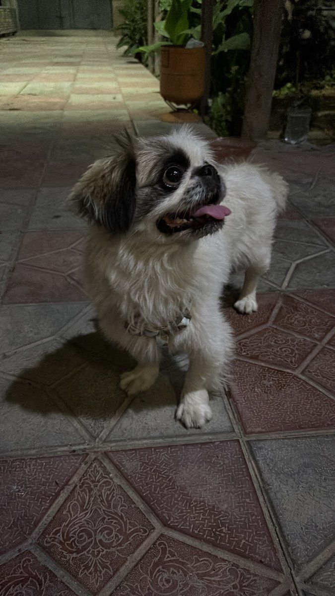 Pekines — Heyvanlar, Bakı (5)