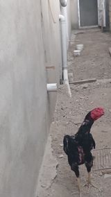 Salam olsun heyrati türk cinsidir temiz saglamdir doyusune soz yoxdu — Toyuqlar və cücələr