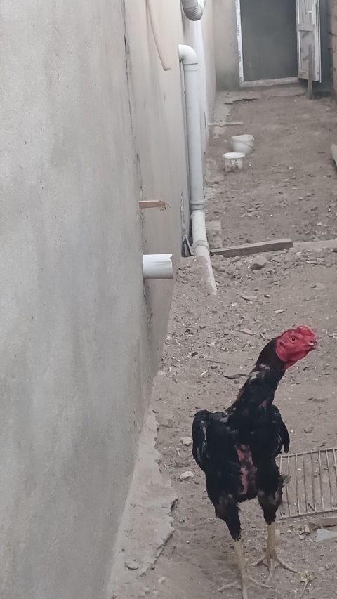 Salam olsun heyrati türk cinsidir temiz saglamdir doyusune soz yoxdu
