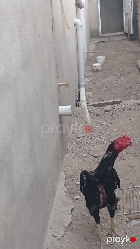 Salam olsun heyrati türk cinsidir temiz saglamdir doyusune soz yoxdu