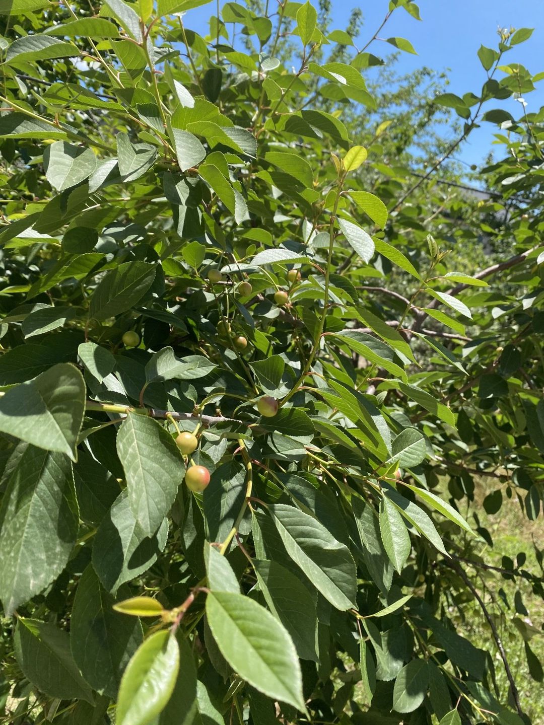 Satılır torpaq 20 sot — Torpaq, Bakı (4)