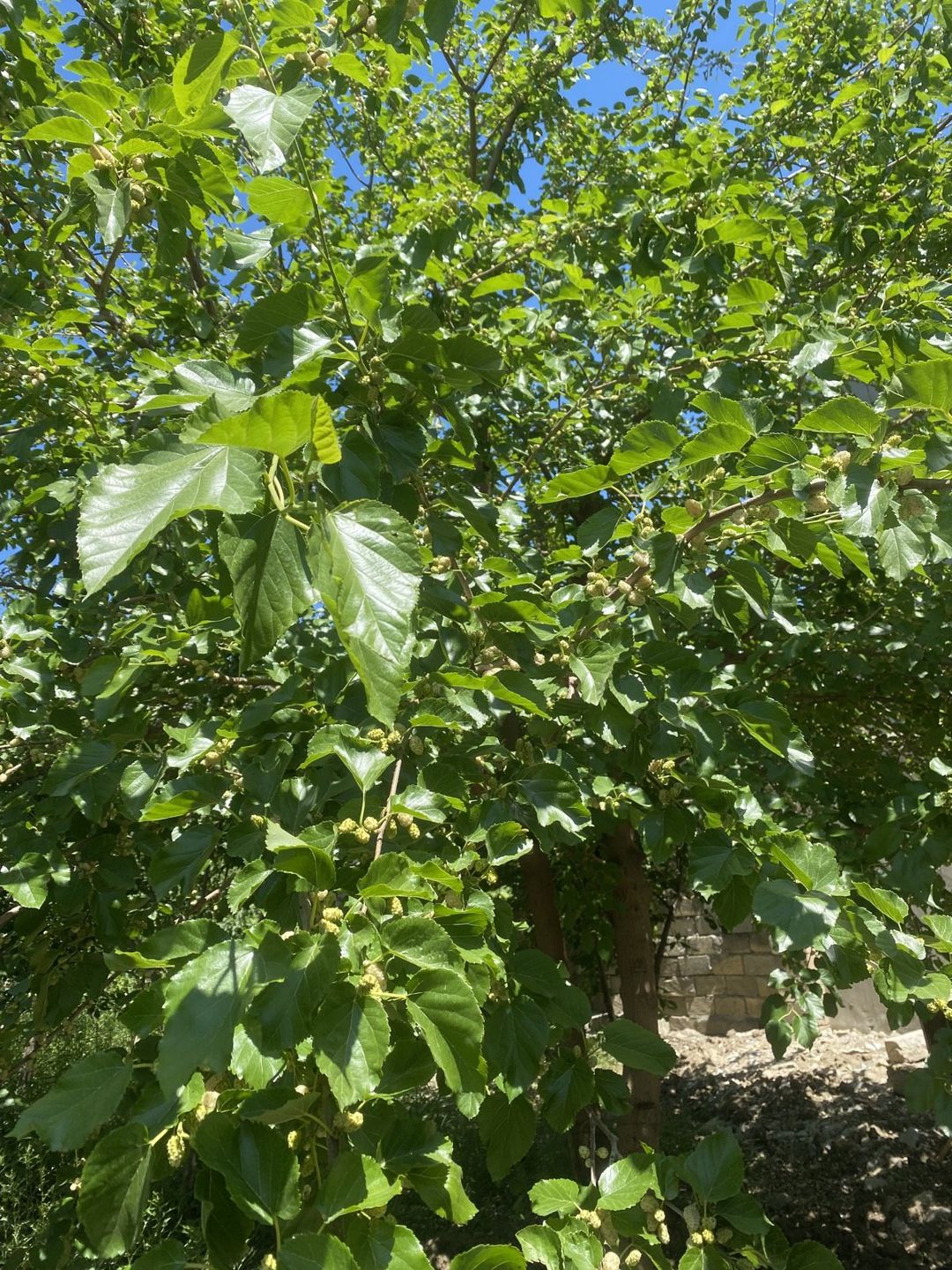 Satılır torpaq 20 sot — Torpaq, Bakı (2)