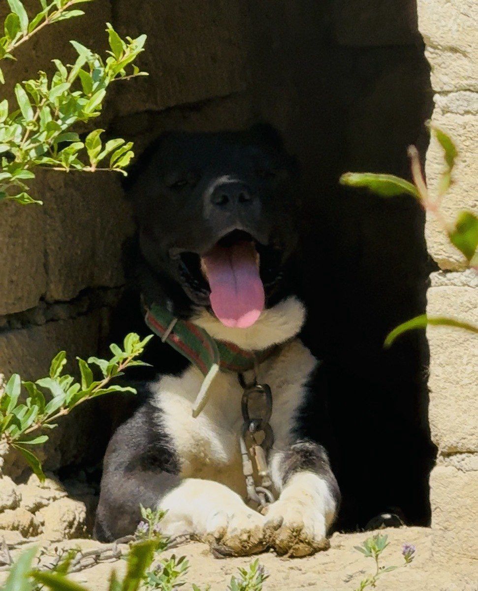 Qurdbasar — Heyvanlar, Xırdalan (2)
