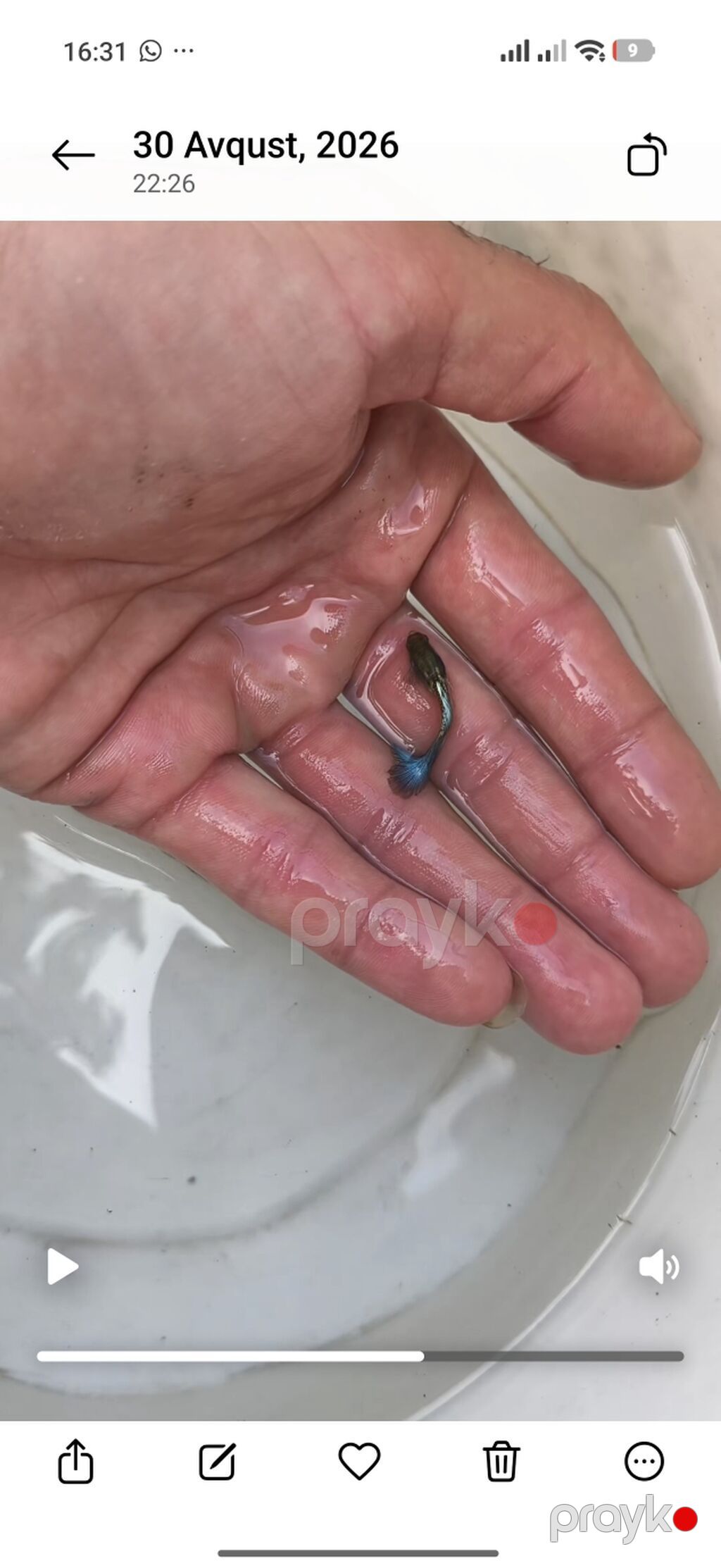 Quppi, Sülhsevər, Ünvandan götürmə — Akvariumlar və balıqlar, Bakı (4)