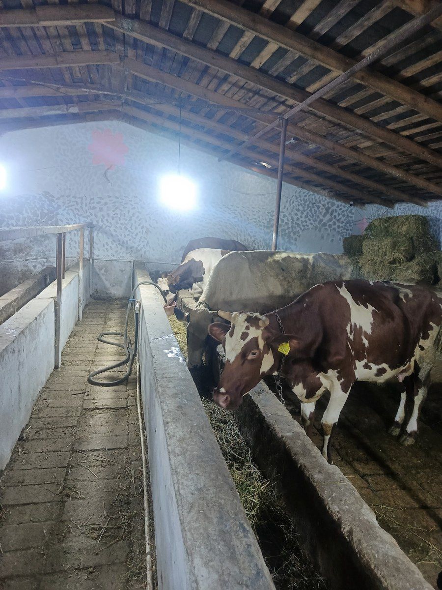 İnəklər — Heyvanlar, Bakı (2)