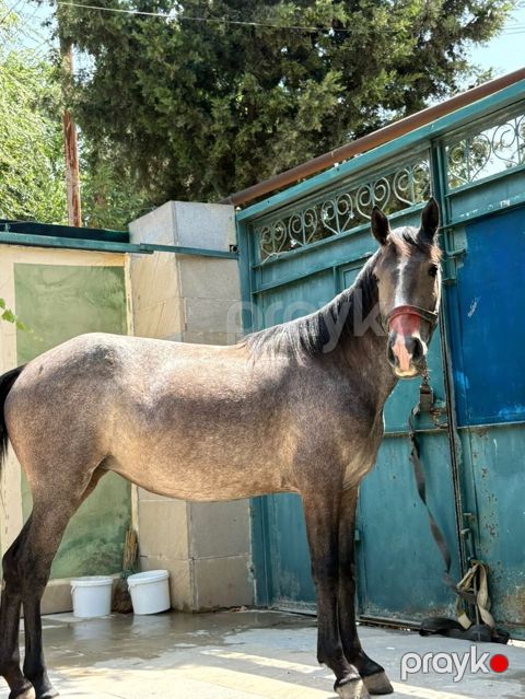 Dişi, il: 2, Ünvandan götürmə — Digah