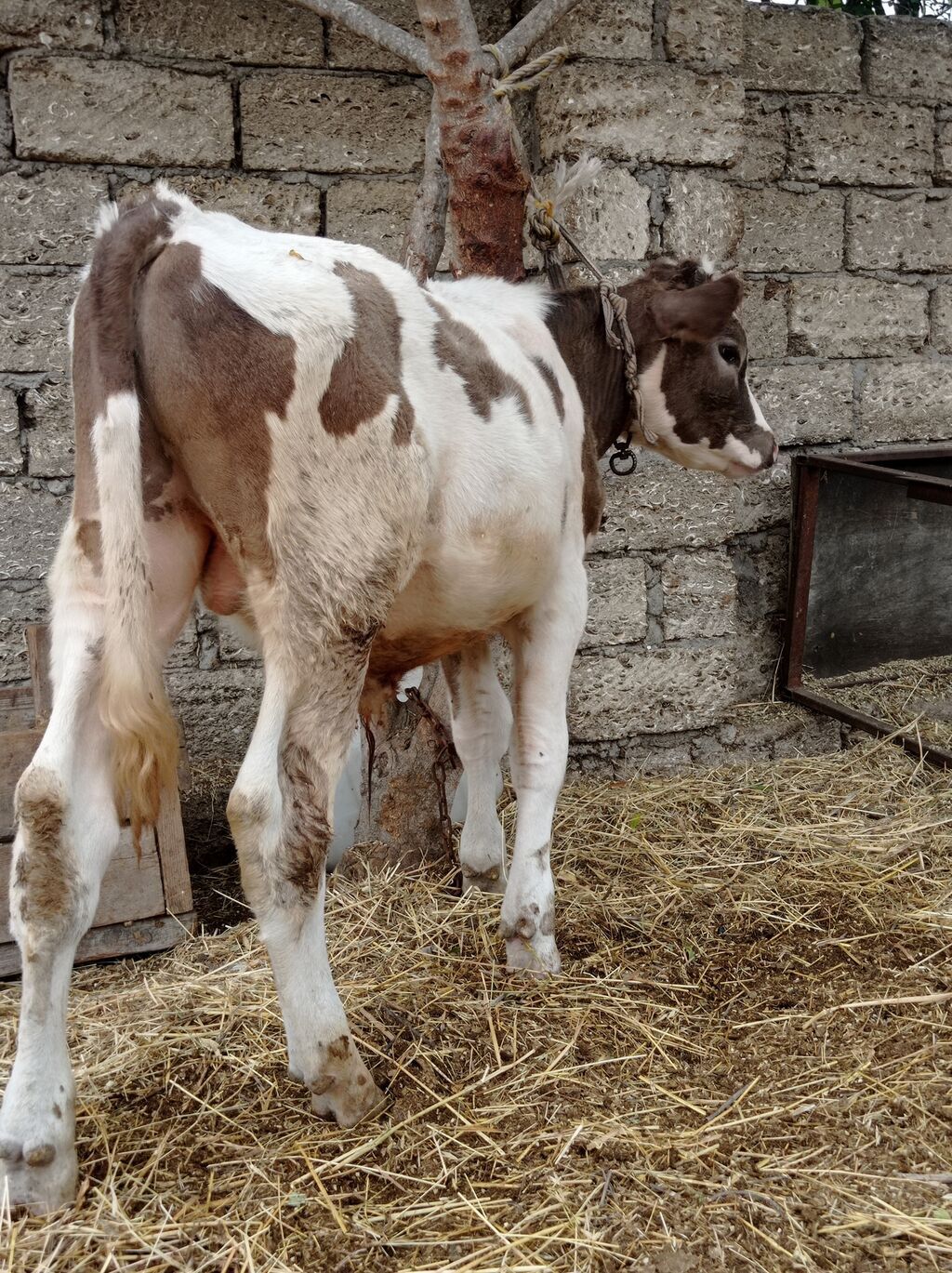 Erkey di öz ineymin balasıdı 6 aylıqdı bine sovxozda — Heyvanlar, Digah (6)
