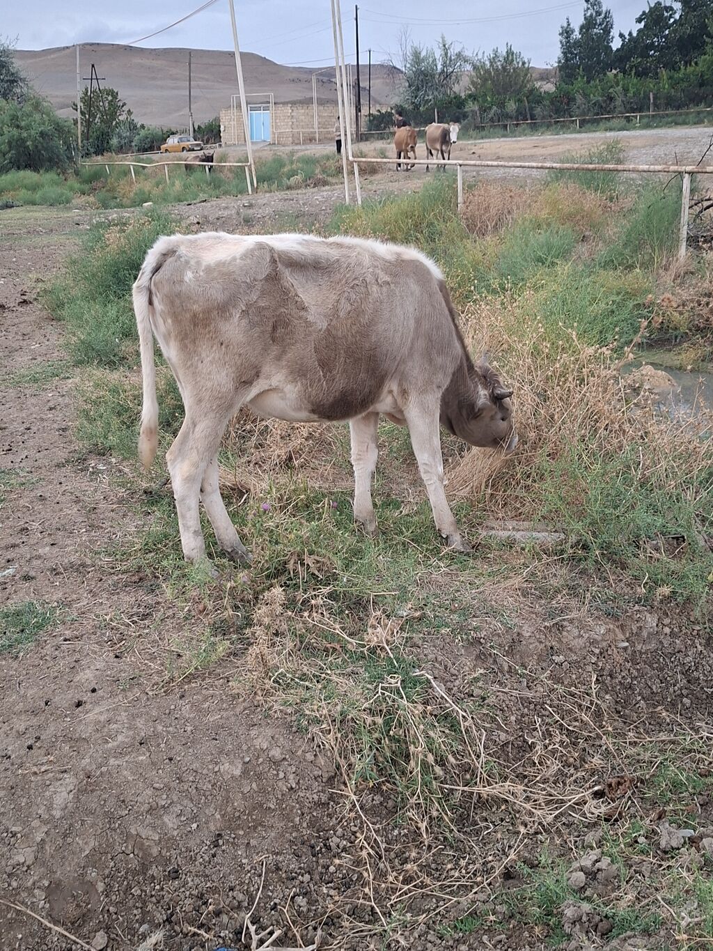 Dana, buzov, Dişi, ay: 6, Damazlıq — Heyvanlar, Şamaxı (2)