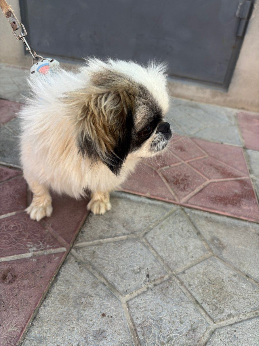 Pekines — Heyvanlar, Bakı (2)