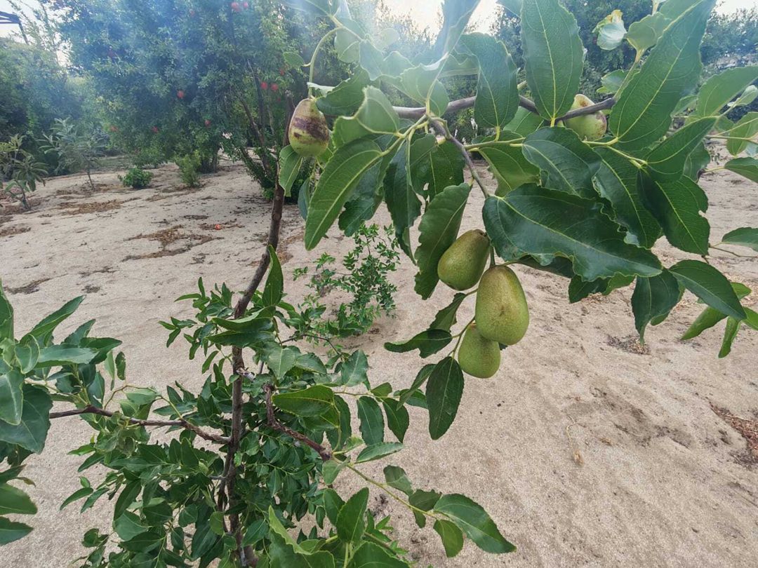 Satılır torpaq 3 sot — Torpaq, Bakı (6)
