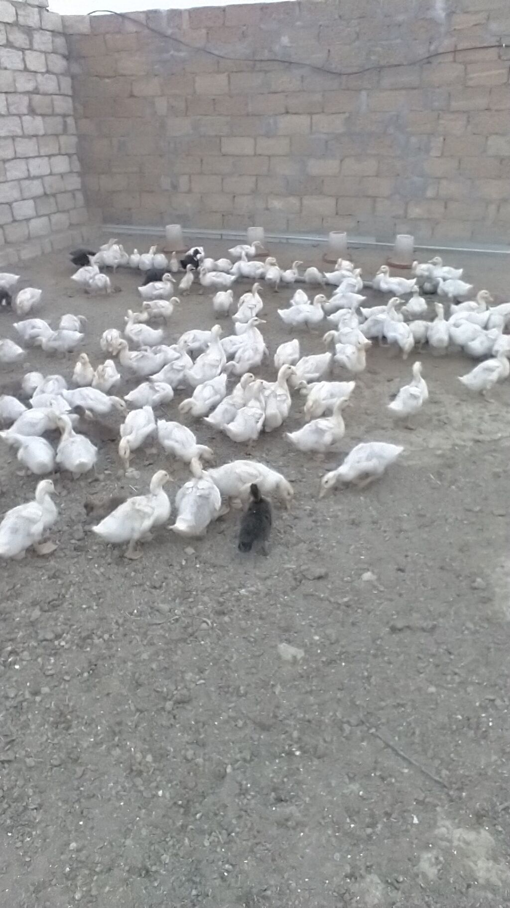 Satış: Pekin cinsi ördək balaları (ağ rəngli sürü) 1 ayliq kuban — Heyvanlar, Güzdək