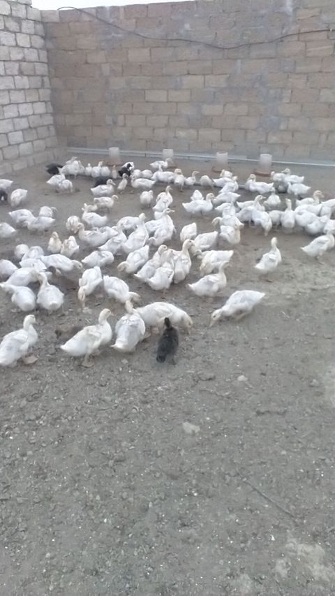Satış: Pekin cinsi ördək balaları (ağ rəngli sürü) 1 ayliq kuban — Güzdək