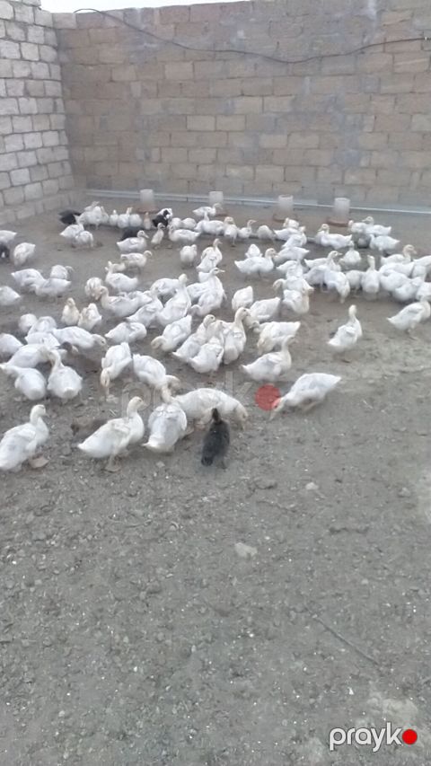 Satış: Pekin cinsi ördək balaları (ağ rəngli sürü) 1 ayliq kuban — Güzdək