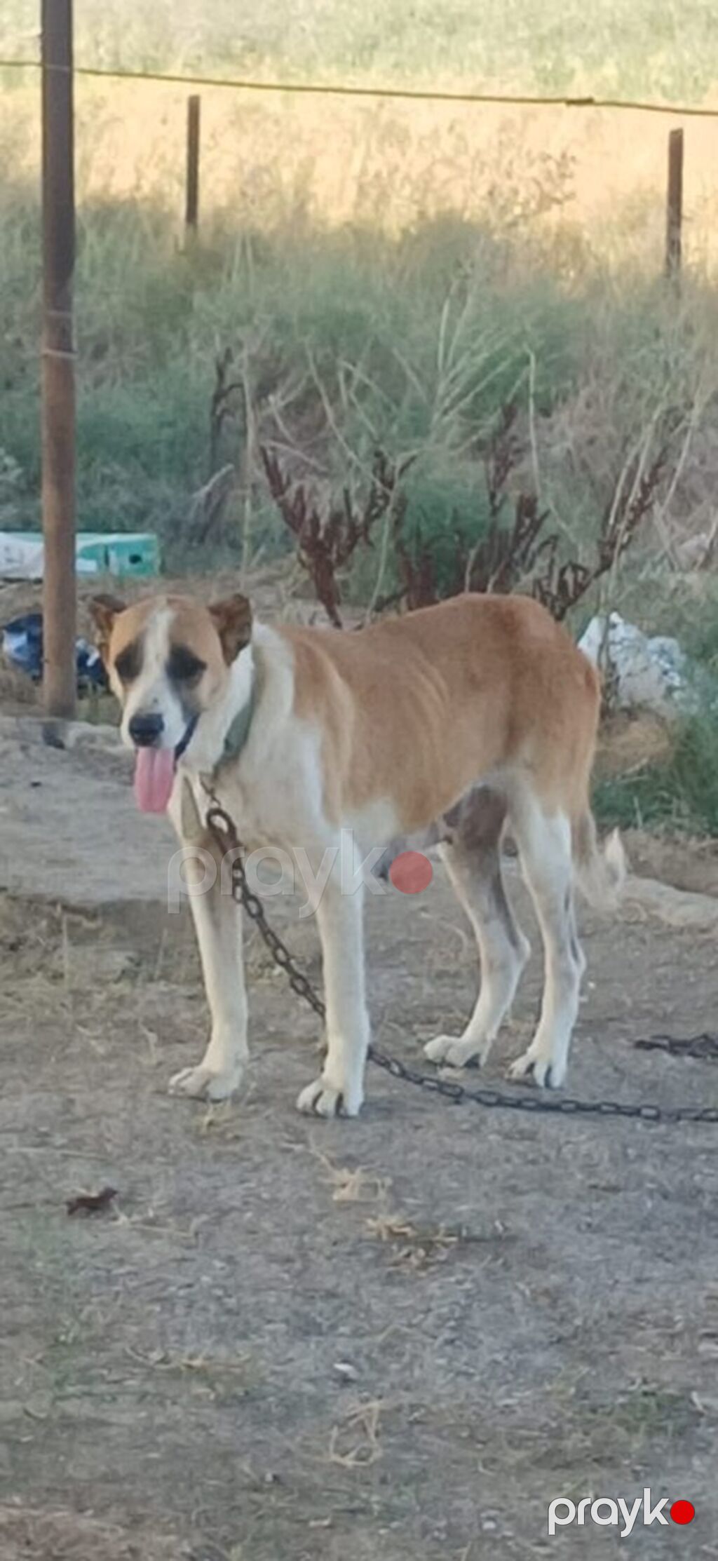 Qurdbasar, 2 il, Dişi, Peyvəndli — Köpəklər, Mehdiabad (2)