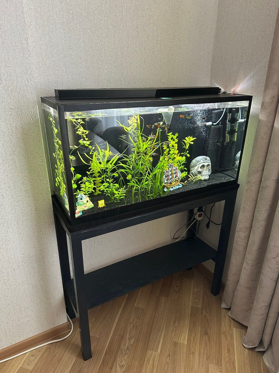 Akvarium — Akvariumlar və balıqlar, Bakı