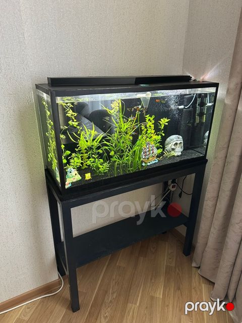 Akvarium — Bakı