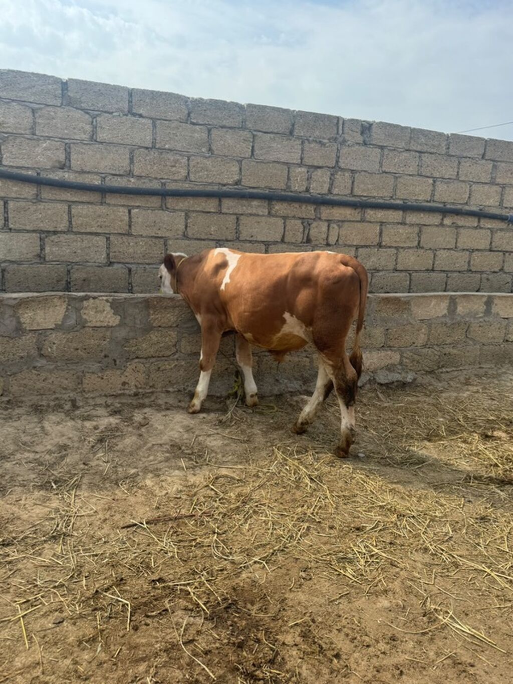 Erkək simmental dana İki baş təmiz qan erkək simmental dana satılır — Heyvanlar, Sumqayıt (7)