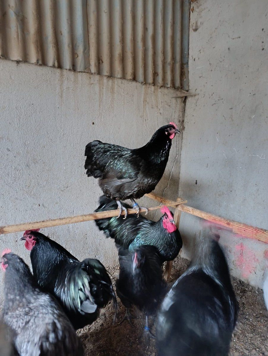 Avstralop yumurtası — Tərəvəz, meyvə və yaşıllıq, Bakı (8)