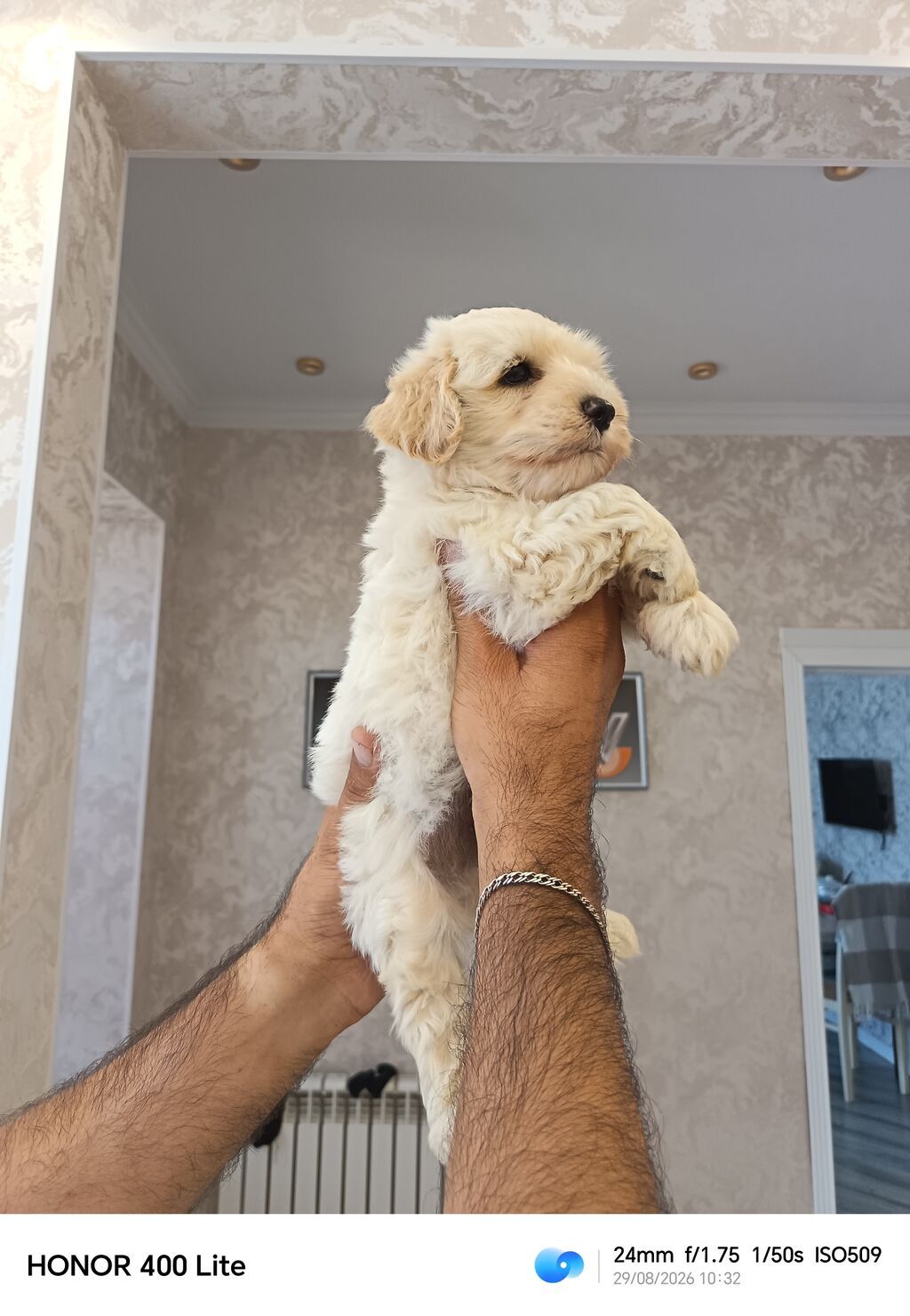 Pudel, 2 ay, Erkək, Peyvəndli, Pulsuz çatdırılma — Heyvanlar, Novxanı (6)